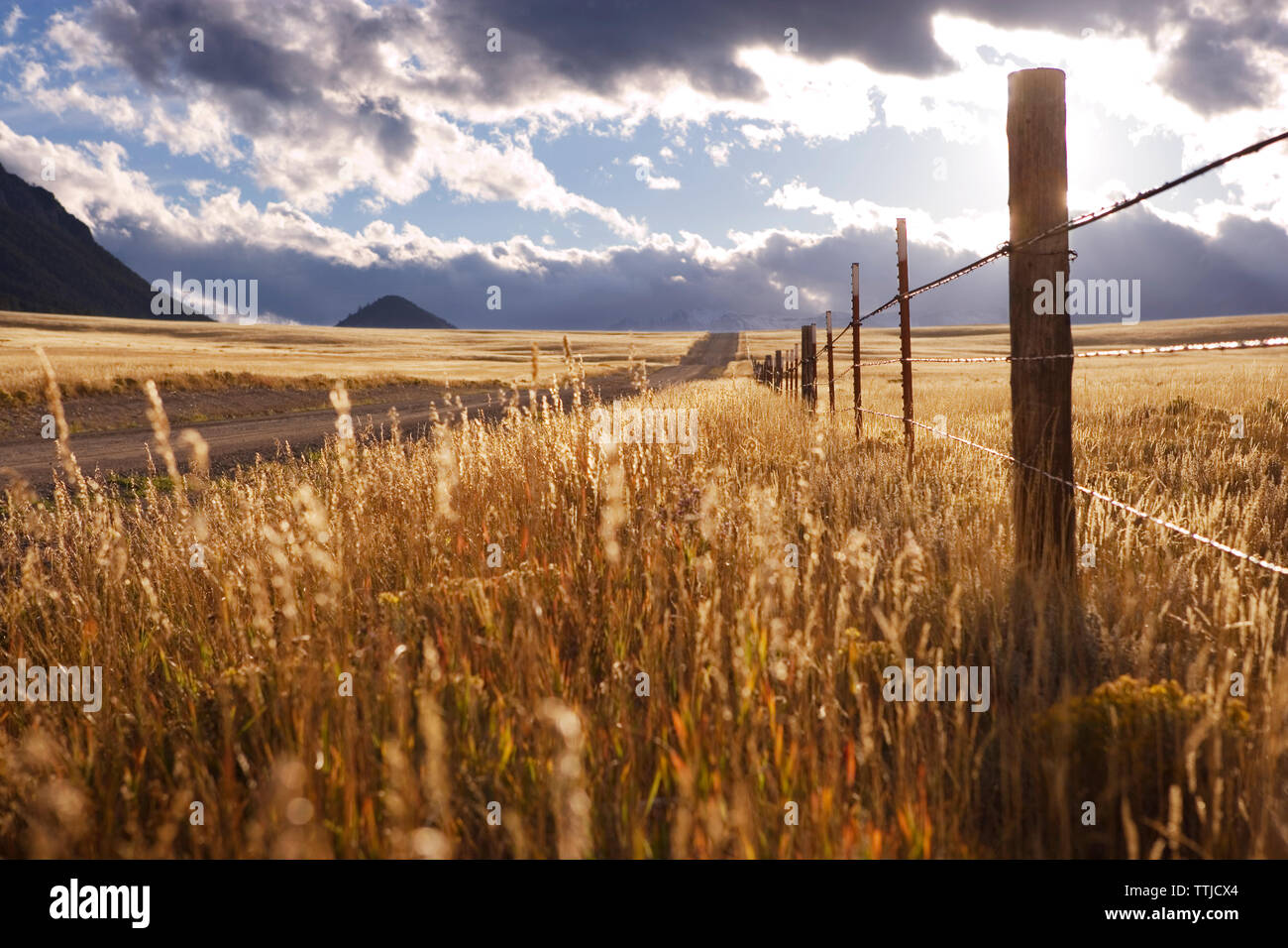 Feld auf der Straße gegen bewölkter Himmel Stockfoto