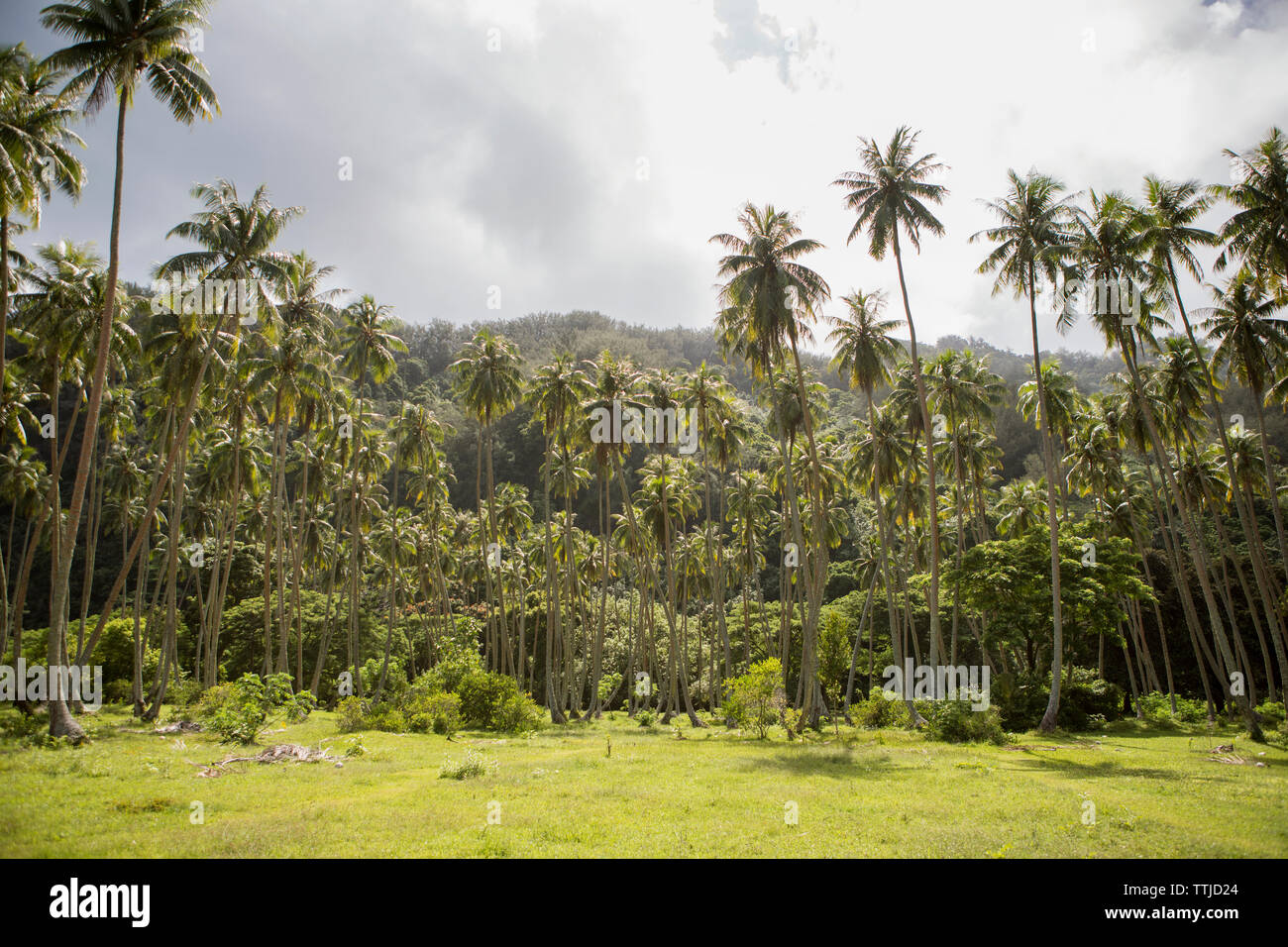 Ruhiger Blick auf Kokospalmen gegen bewölkter Himmel Stockfoto