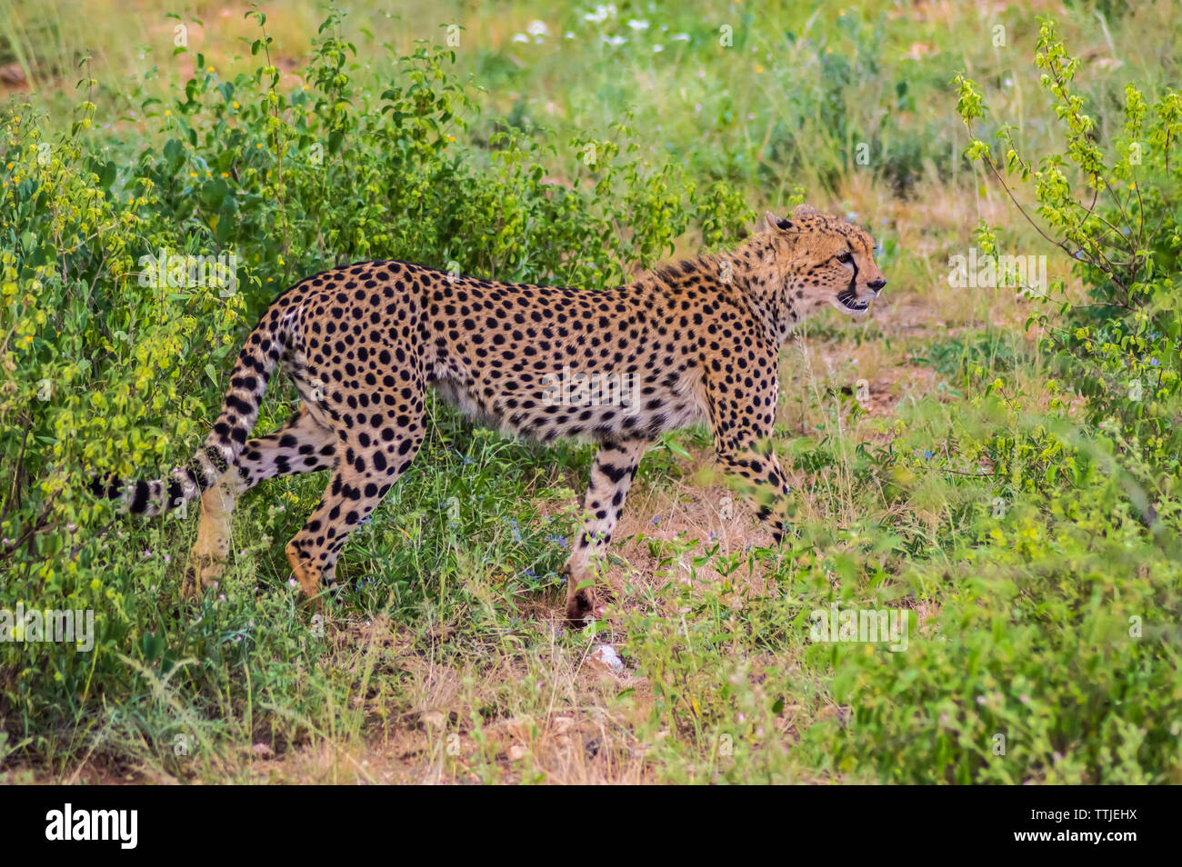 Ein Leopard wandern in den Wald in Samburu Park im Zentrum von Kenia Stockfoto