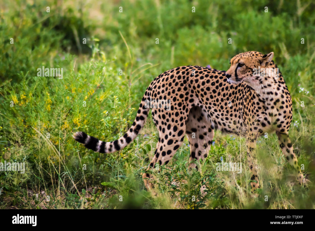 Ein Leopard wandern in den Wald in Samburu Park im Zentrum von Kenia Stockfoto