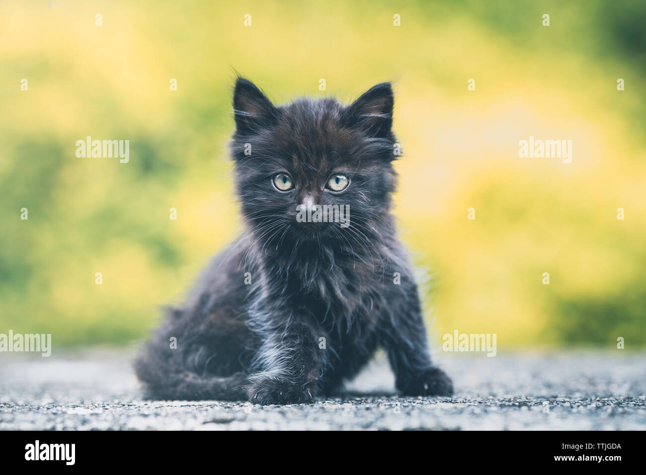 Schwarzes Kätzchen Stockfoto