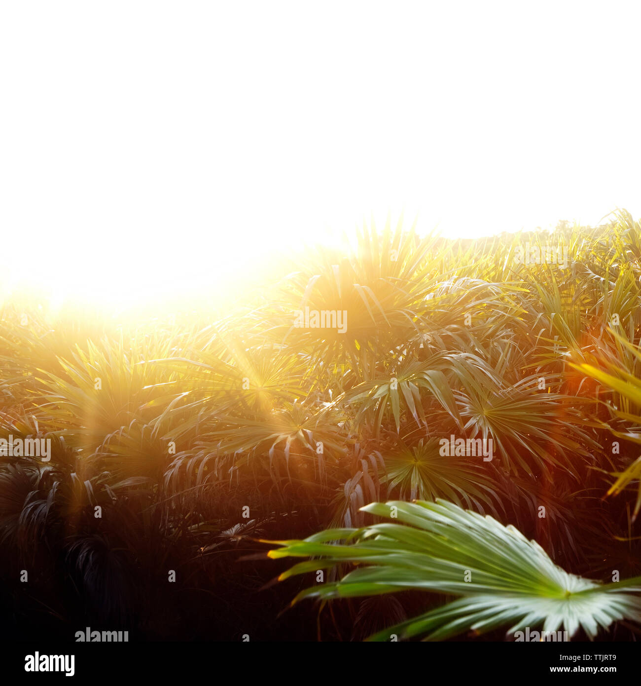 Pflanzen wachsen auf dem Feld gegen den klaren Himmel an einem sonnigen Tag Stockfoto