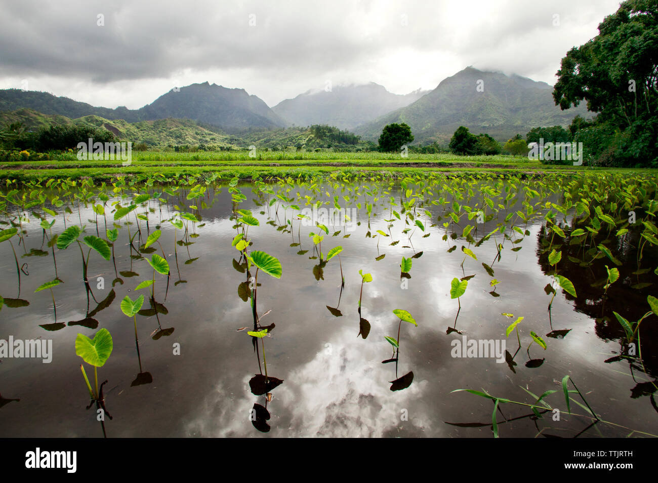 Pflanzen im See gegen Berge Stockfoto
