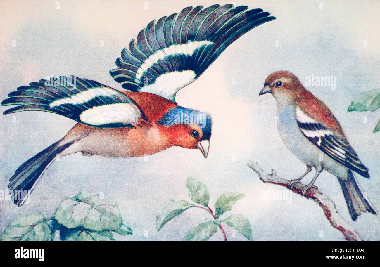 Männliche und weibliche gemeinsame Buchfinken, Fringilla coelebs. Von einer zeitgenössischen Drucken, c 1935. Stockfoto