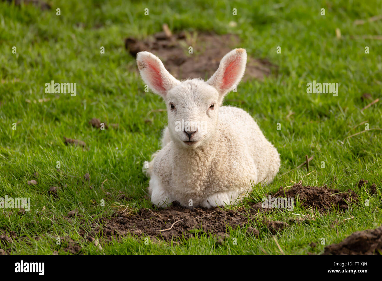 Ein Lamm liegt in der grünen Wiese und schaut direkt in die Kamera  Stockfotografie - Alamy