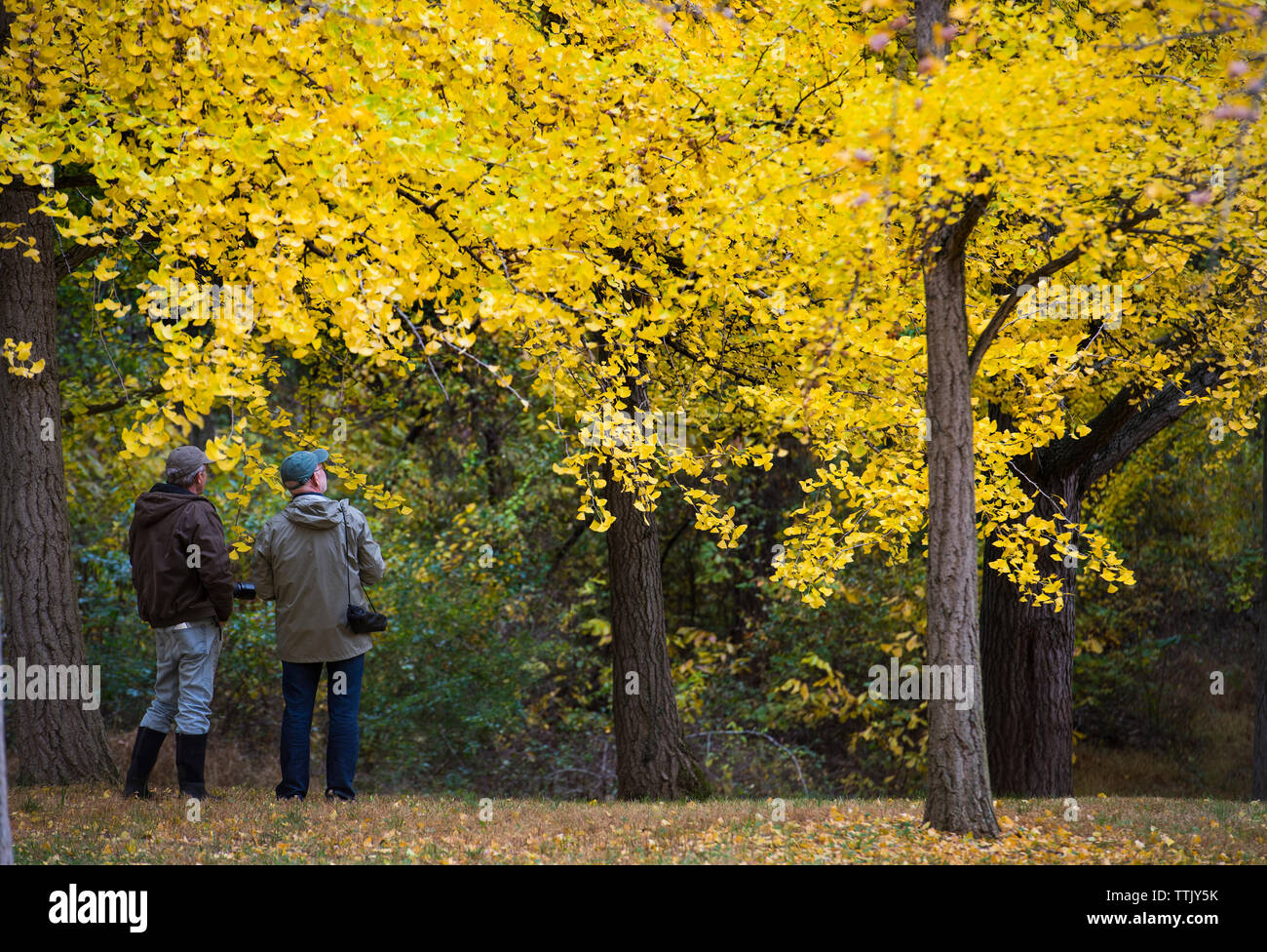 Usa - 27.Oktober 2015: Die blandy ginkgo Grove ist eine der größten Sammlungen von Native ginkgos außerhalb des Baumes in China. Angesichts ihrer autu Stockfoto