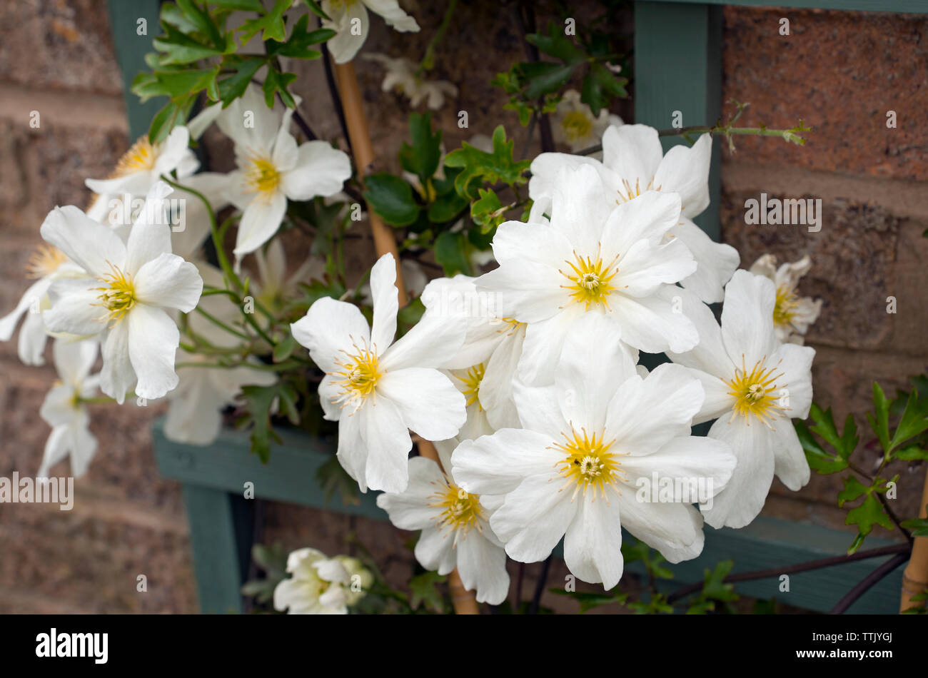 Weiße Clematis-Blüten Avalanche Cartmanii Blaaval, Nahaufnahme eines immergrünen Kletterers, im Frühjahr England Vereinigtes Königreich GB Großbritannien Stockfoto