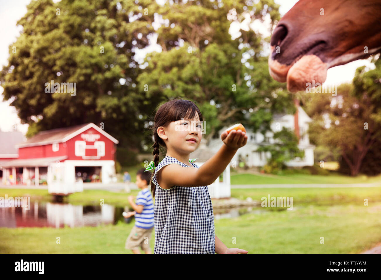 Mädchen Fütterung Pferd beim Stehen in der Ranch Stockfoto