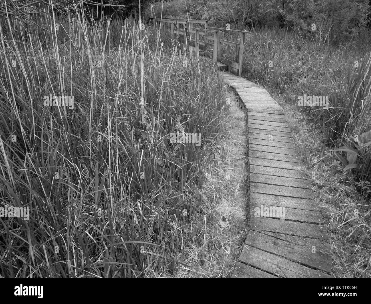 Schwarze und weiße Landschaft fotografieren, der Pfad in Feuchtgebieten, Withymead Nature Reserve, Goring-on-Thames, Oxfordshire, England, UK, GB. Stockfoto