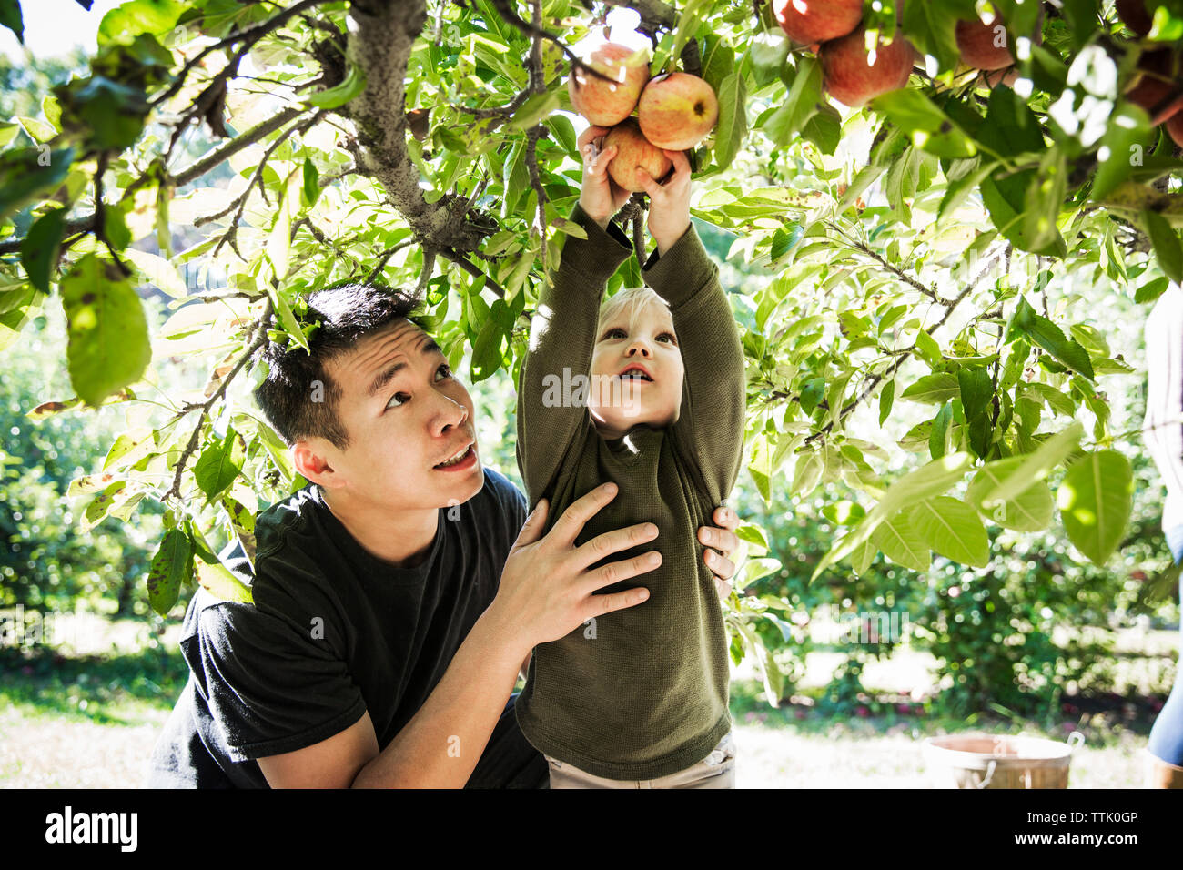 Vater auf der Suche nach junge Kommissionierung Apfel vom Baum Stockfoto