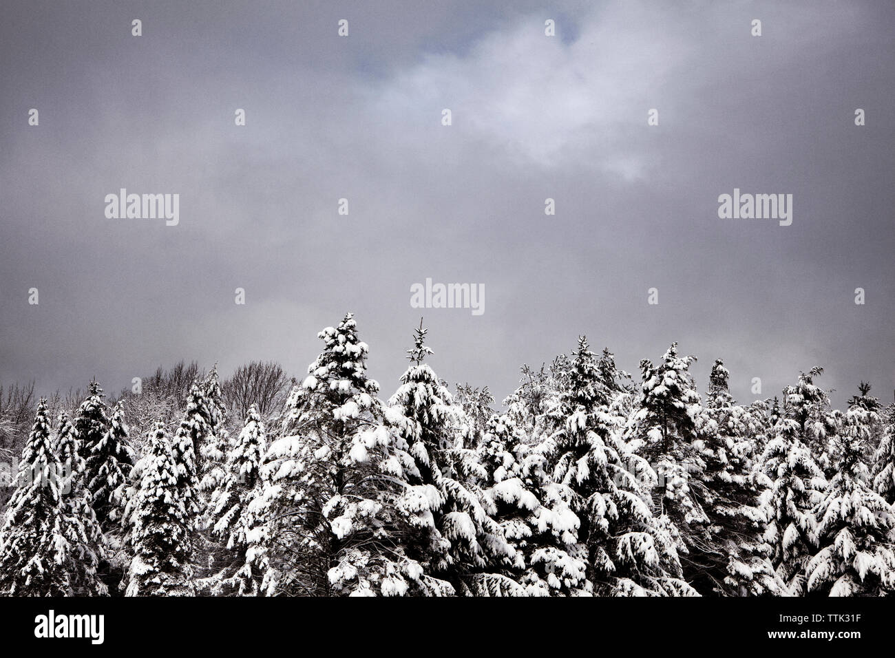 Blick auf schneebedeckte Bäume gegen bewölkter Himmel Stockfoto