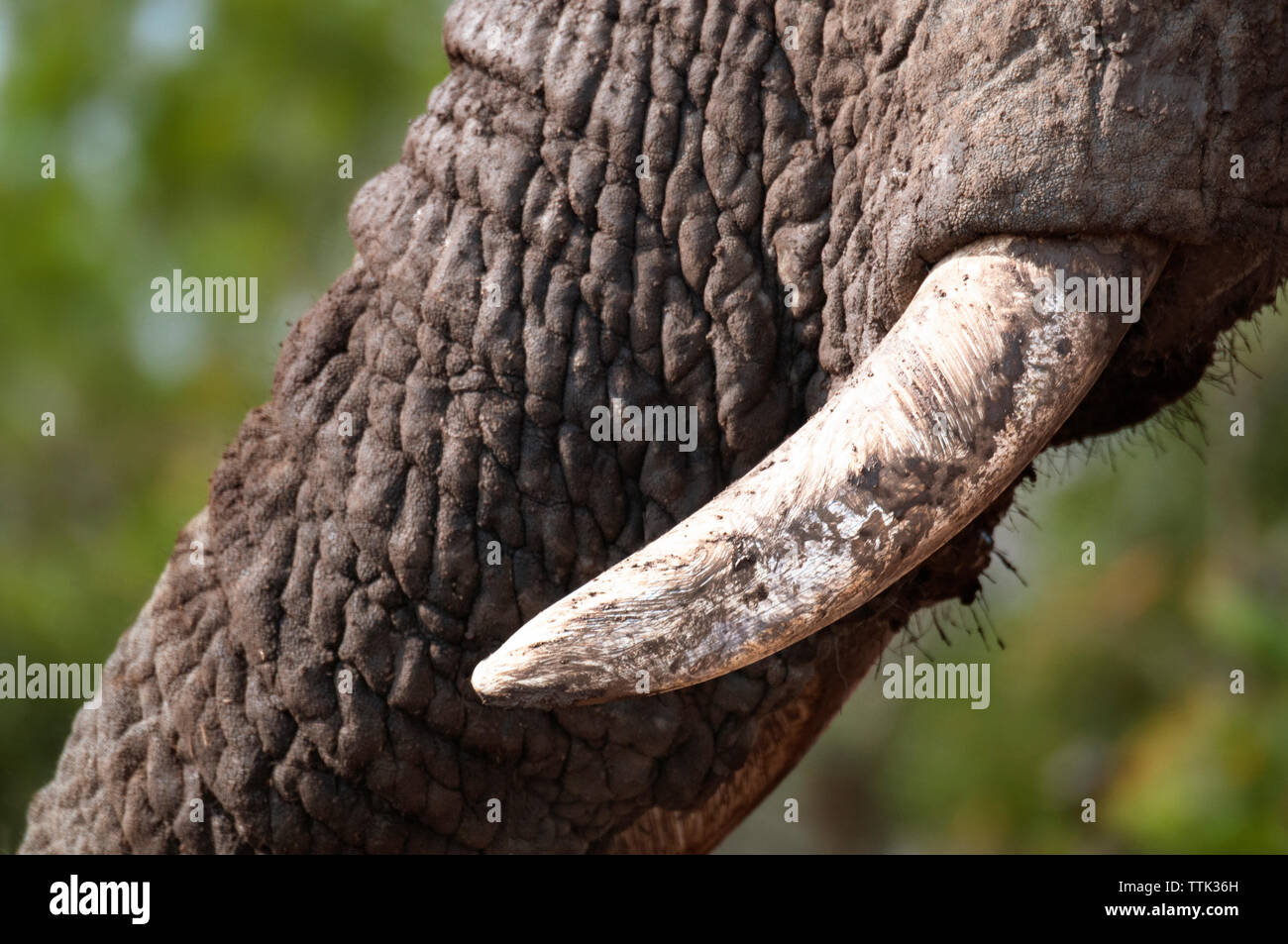 Nahaufnahme der Amtsleitung des Afrikanischen Elefanten Stockfoto