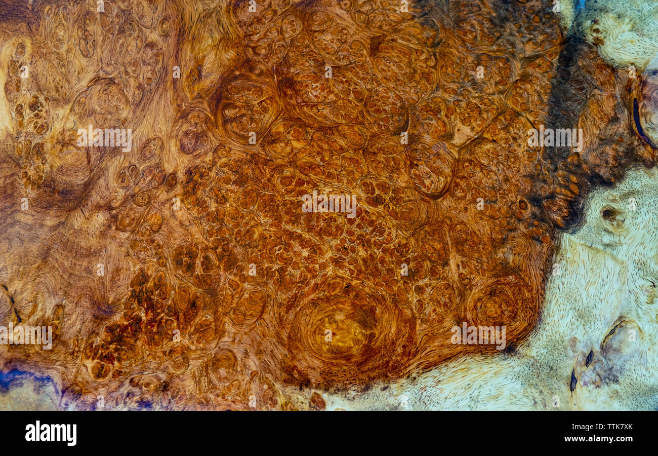 Afzelia Holz burl Exotische für Bild druckt Innenausstattung Auto, Wurzelholz exotische Holz Hintergrund Textur Stockfoto