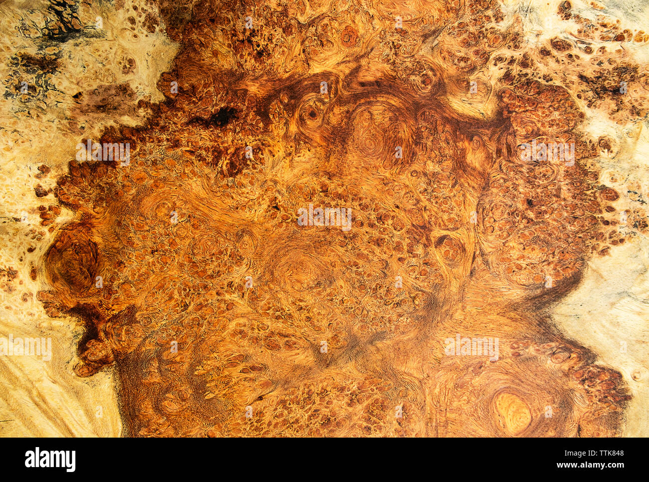 Afzelia Holz burl Exotische für Bild druckt Innenausstattung Auto, Wurzelholz exotische Holz Hintergrund Textur Stockfoto