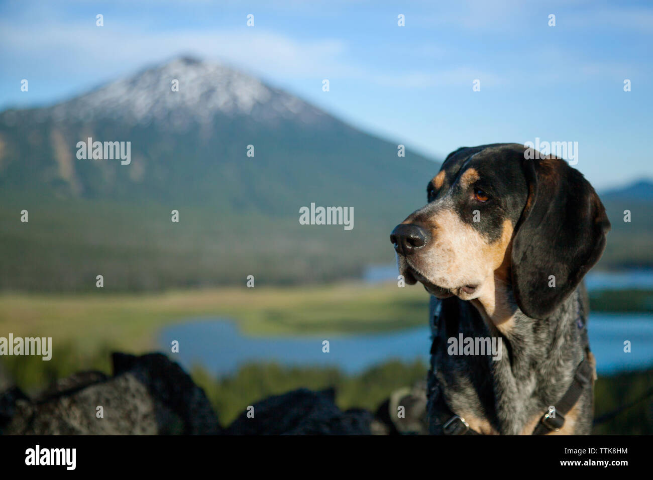 Hund auf dem Feld gegen Berge und Himmel Stockfoto