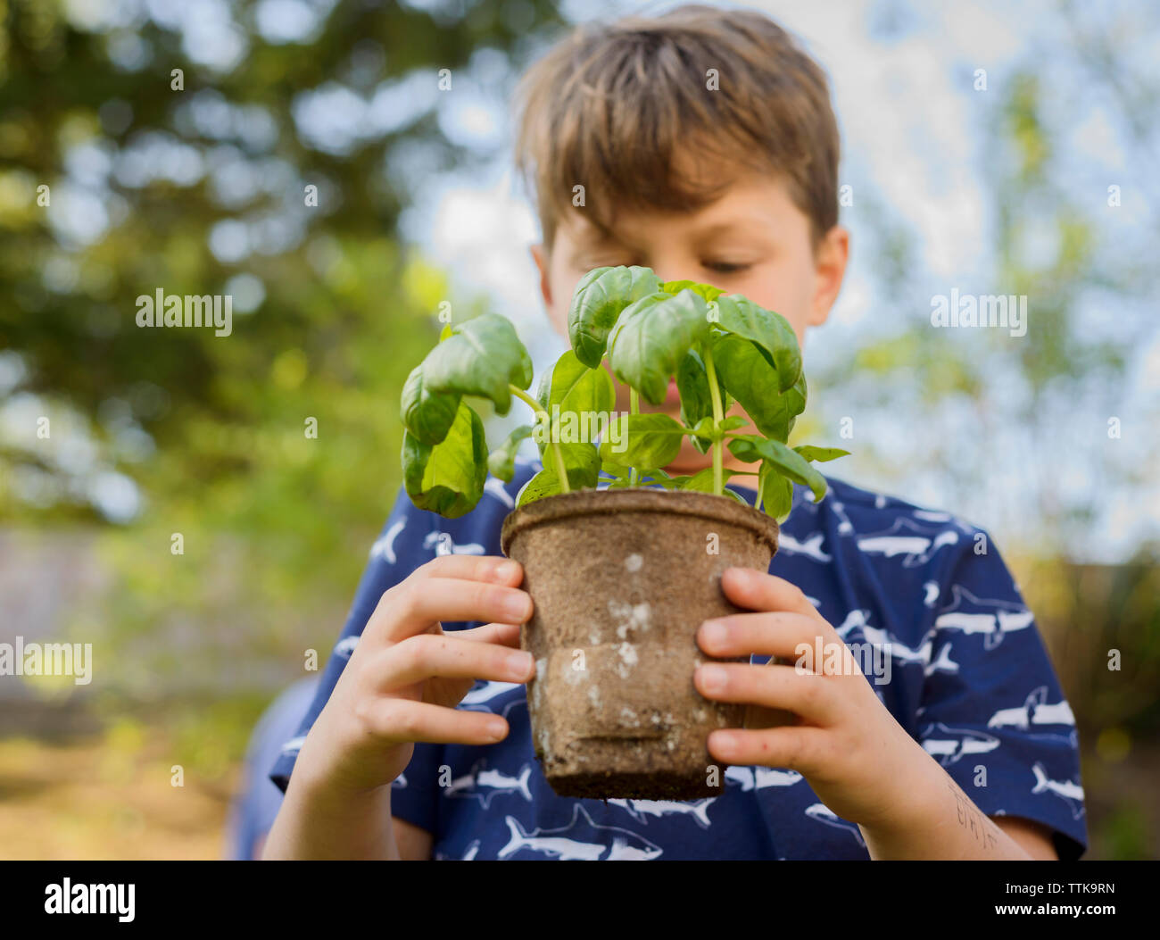 Junge holding Topfpflanze bei der Gartenarbeit im Hinterhof Stockfoto