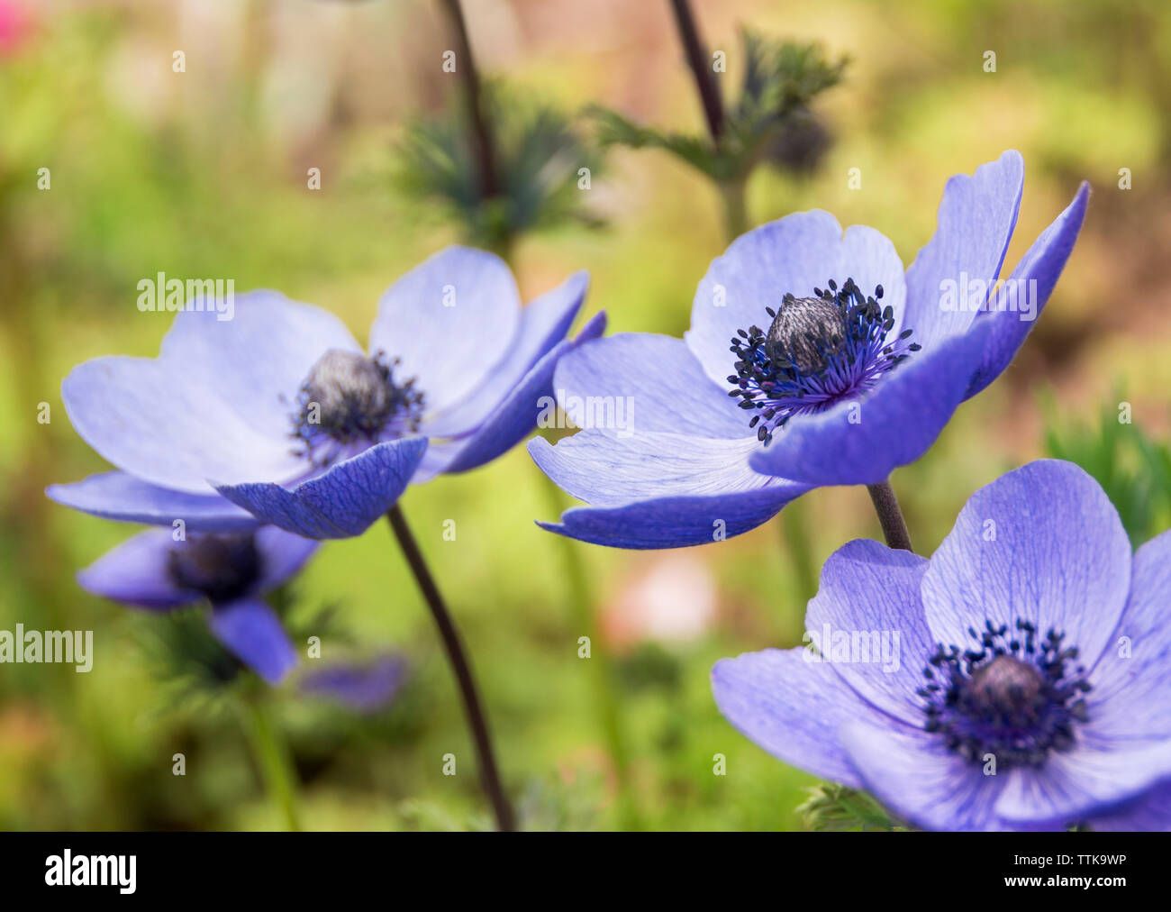 Nahaufnahme der blau blühende Anemonen. Stockfoto