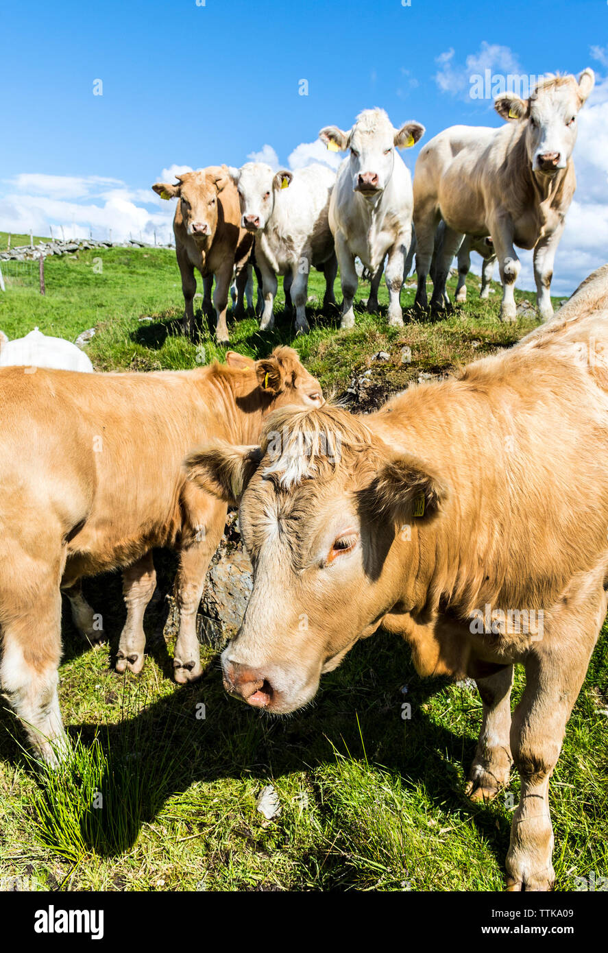 Ardara, County Donegal, Irland. 17 Juni, 2019. Irland zu kühnen Plan Klima Not zu diesem Nachmittag Angriff zu enthüllen. Die Landwirte haben angegriffen Taoiseach Leo Varadkar für das Sagen, daß er versucht, weniger Fleisch seine CO2-Bilanz zu reduzieren, um zu essen. Die Demonstranten ihm im letzten Monat mit dem Gesang begrüßt: "Wo ist das Rindfleisch, Sie vegan?". Bild zeigt die irische Rinder an diesem Nachmittag. Credit: Richard Wayman/Alamy leben Nachrichten Stockfoto