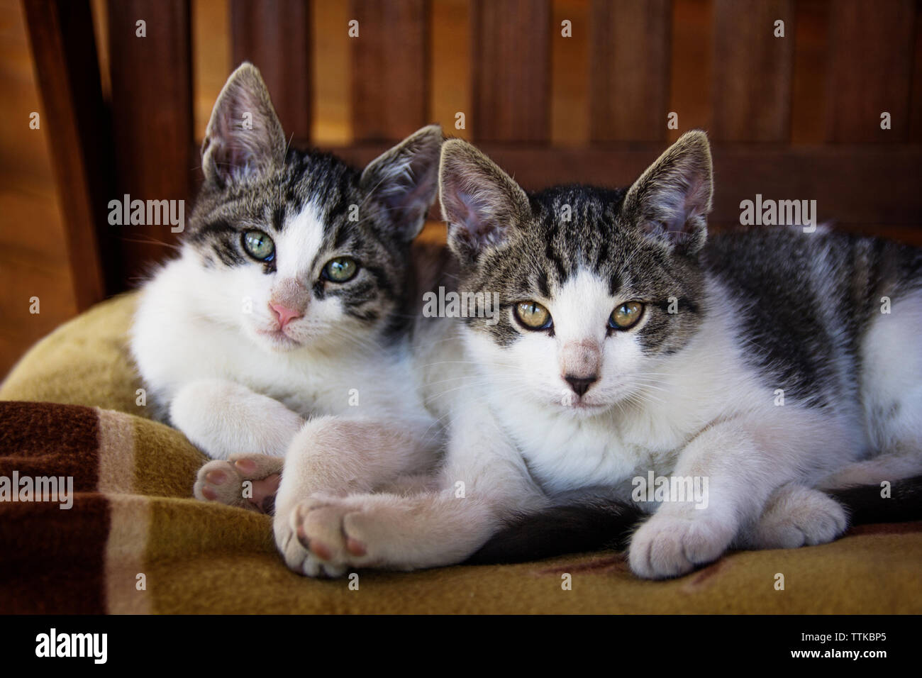 Portrait von Katzen auf Bett zu Hause Stockfoto