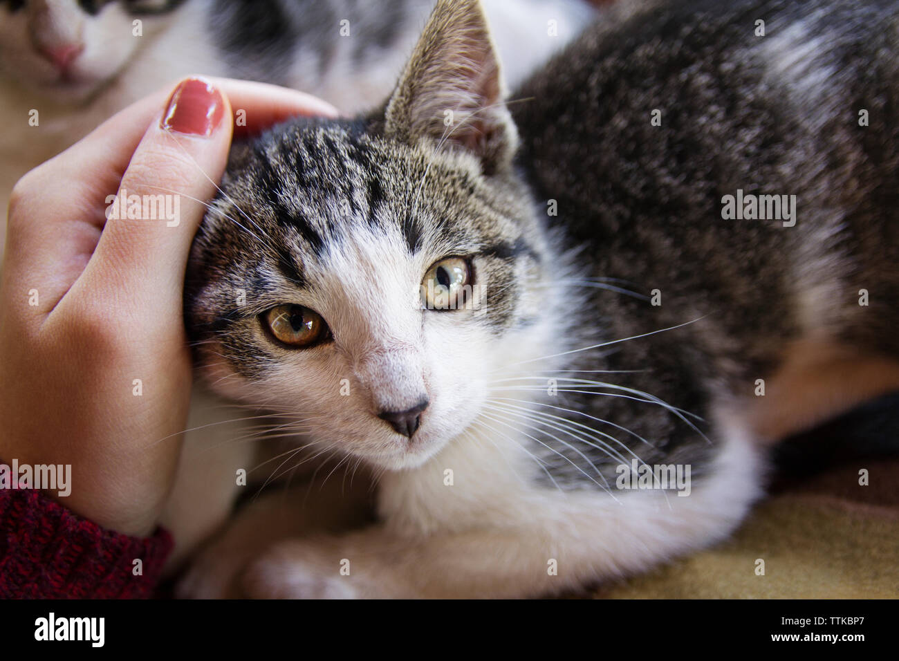7/8 Bild der Frau streicheln Katze zu Hause Stockfoto
