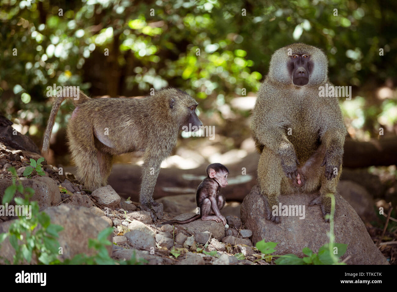 Affen auf den Felsen im Wald Stockfoto