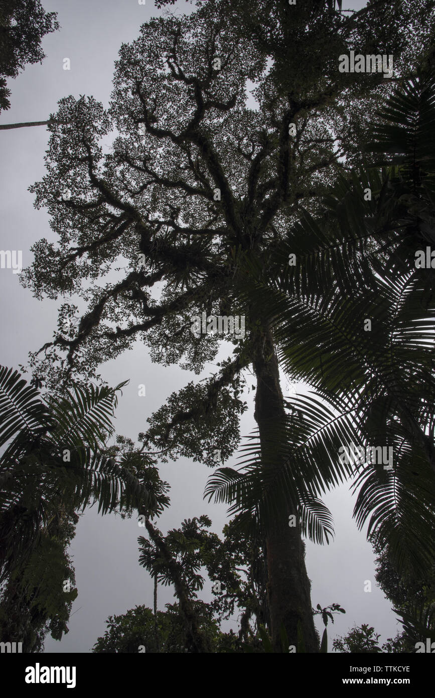 Urzeitliche subtropischen Regenwaldes umfasst den westlichen Hängen der Anden auf 2200 Meter hohen Bellavista Lodge in Ecuador. Stockfoto