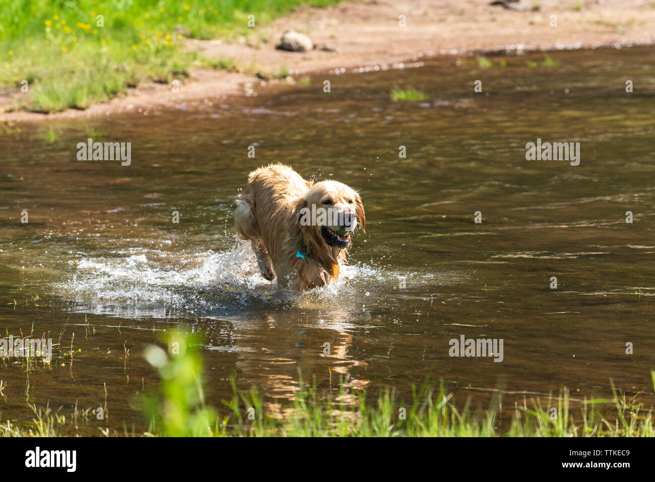 Golden Retriever Hund aus dem Wasser im Bergsee mit Tennis Ball Stockfoto