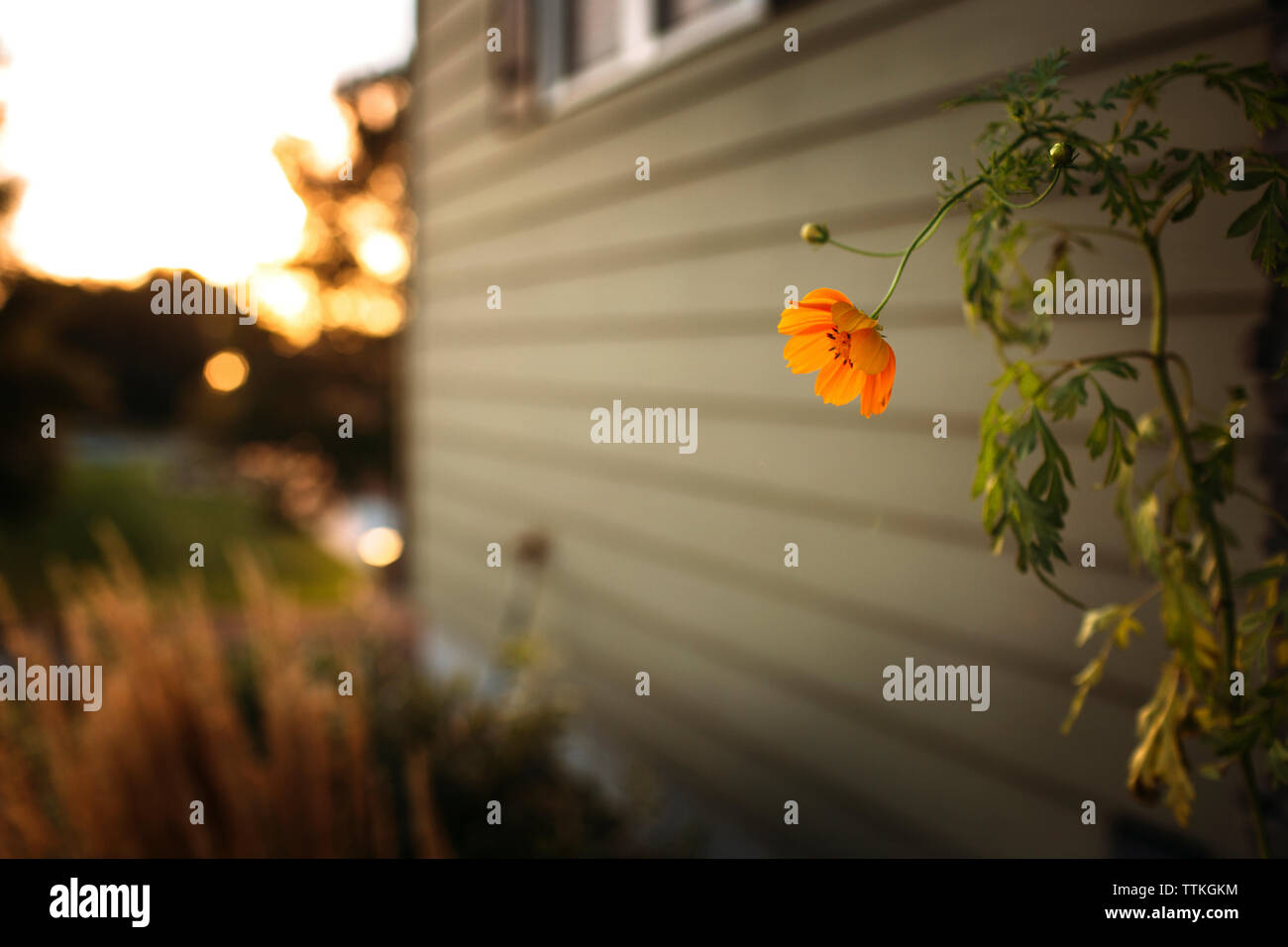 Cosmos Blume wächst durch Haus im Hinterhof bei Sonnenuntergang Stockfoto