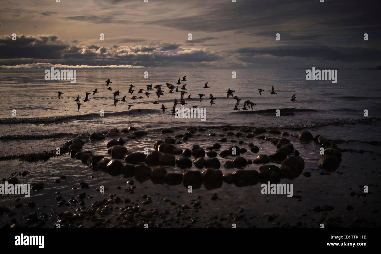 Vögel über Steine am Strand fliegen Stockfoto