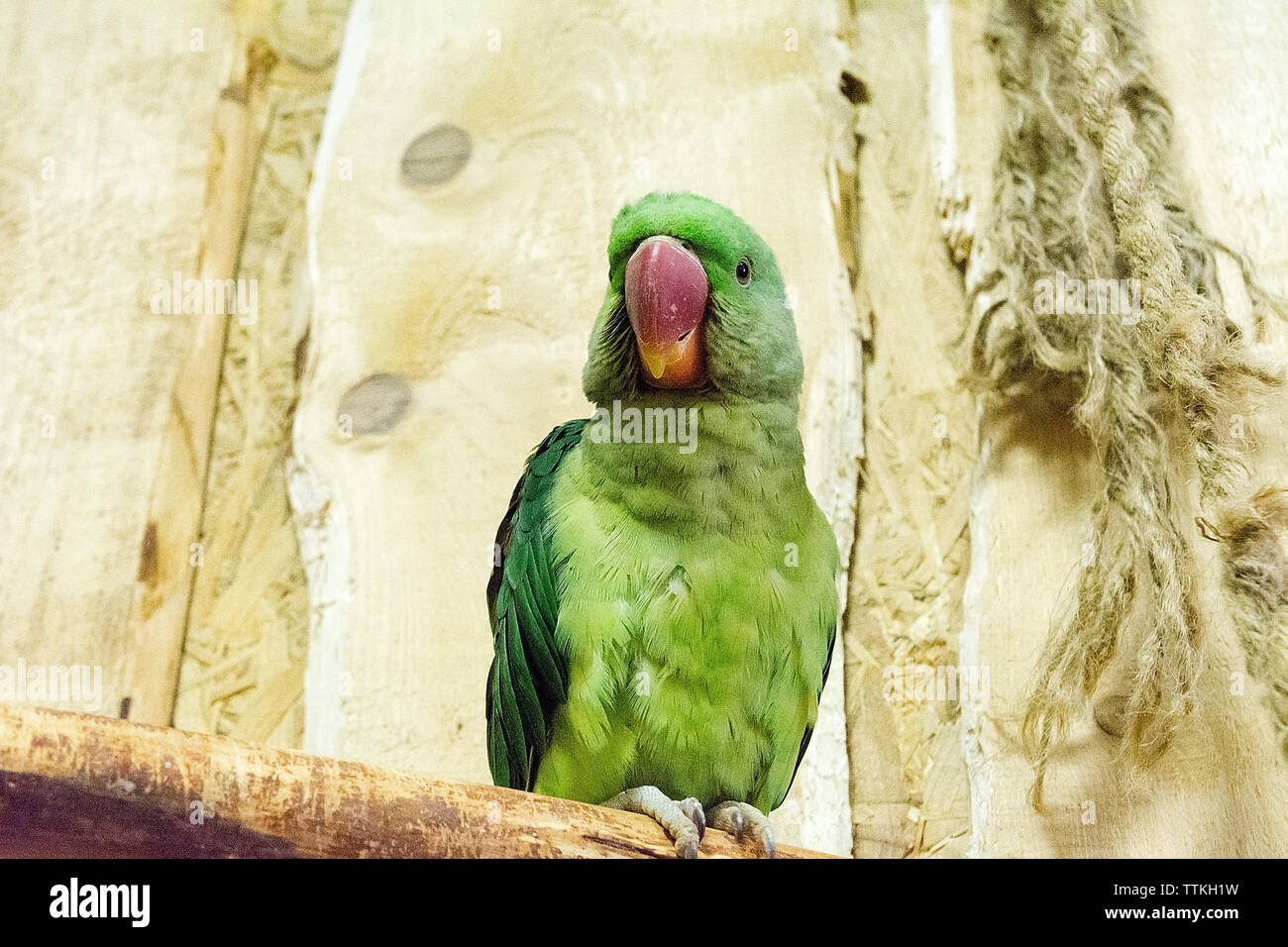Schöne bunte Papagei in 'Papugarnia