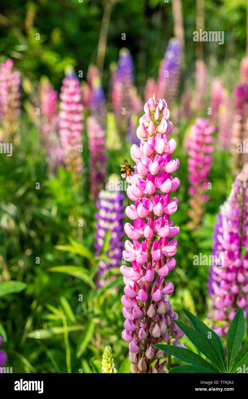 Garten Lupin Blumen mit Hummel, Deutschland Stockfoto