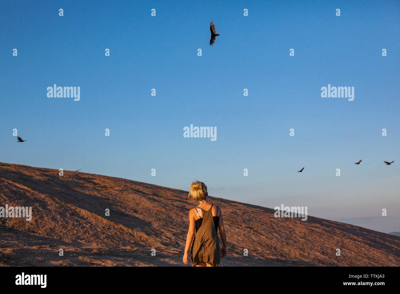 Ansicht der Rückseite Frau beobachten Vögel gegen den klaren blauen Himmel fliegen Stockfoto