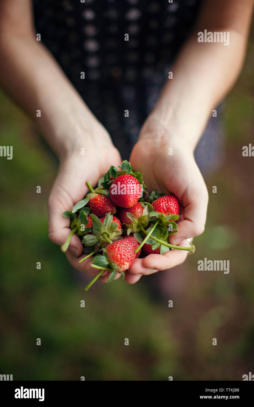 Ansicht von oben von Frau mit geernteten Erdbeeren in hohlen Hände Stockfoto