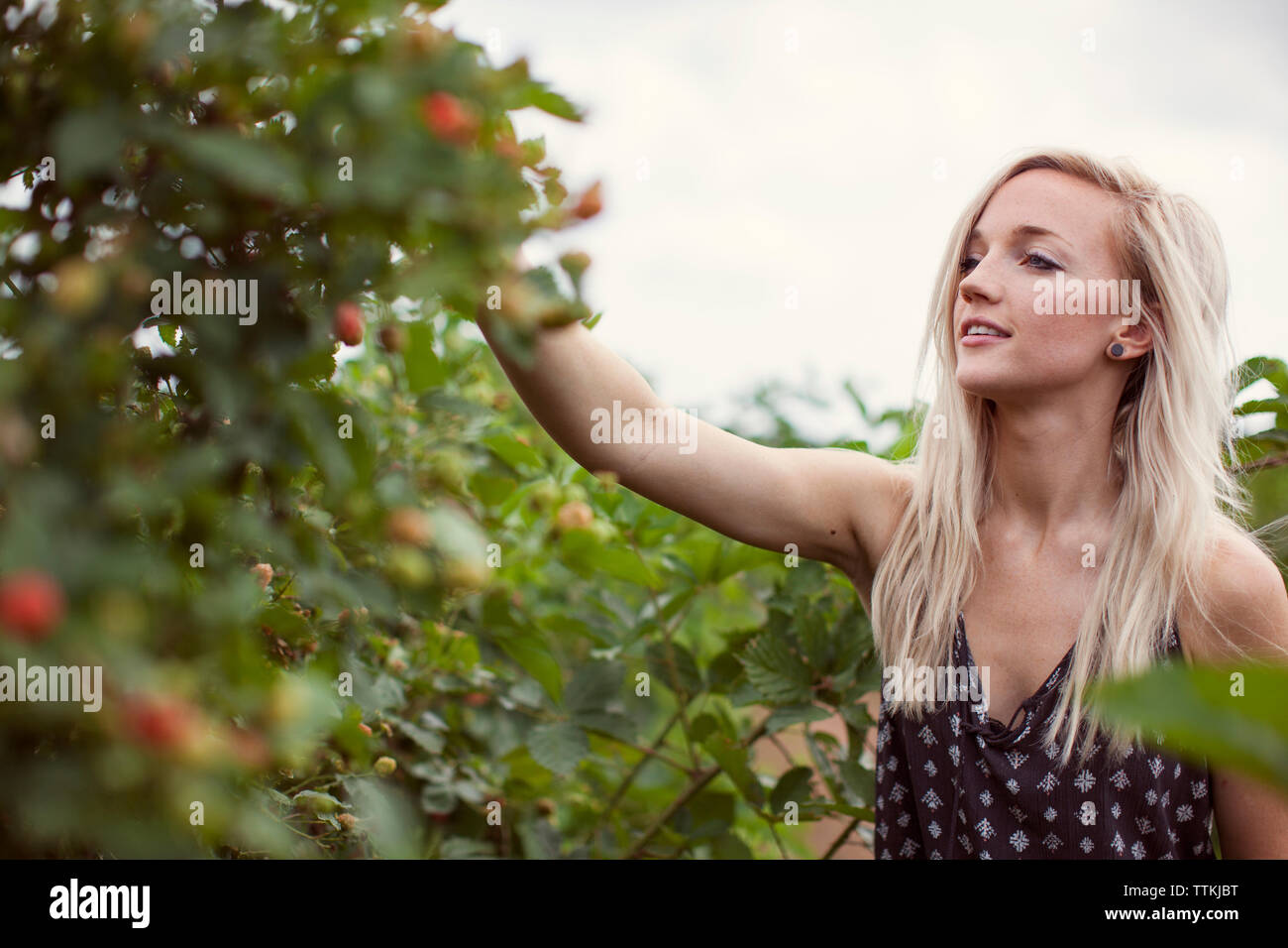 Schöne Frau ernten Brombeeren aus Pflanzen auf dem Bauernhof Stockfoto