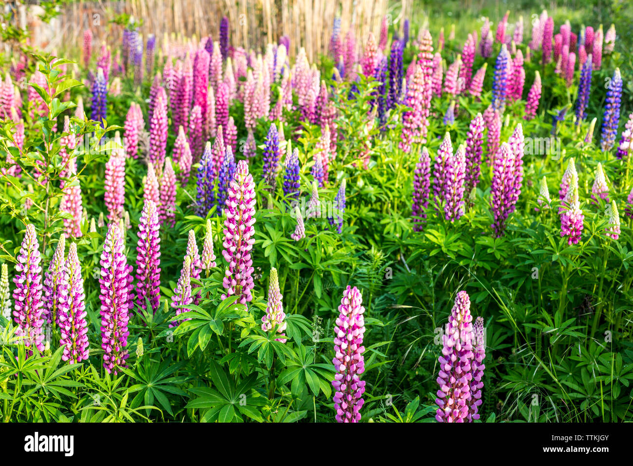 Garten Lupin Blumen im Frühling, Deutschland Stockfoto