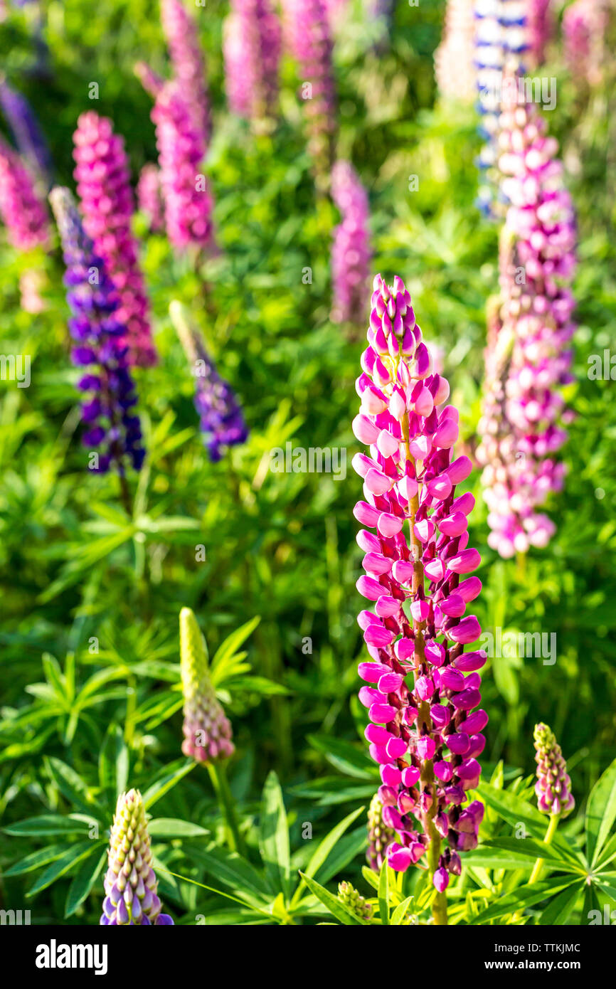 Garten Lupin Blumen im Frühling, Deutschland Stockfoto