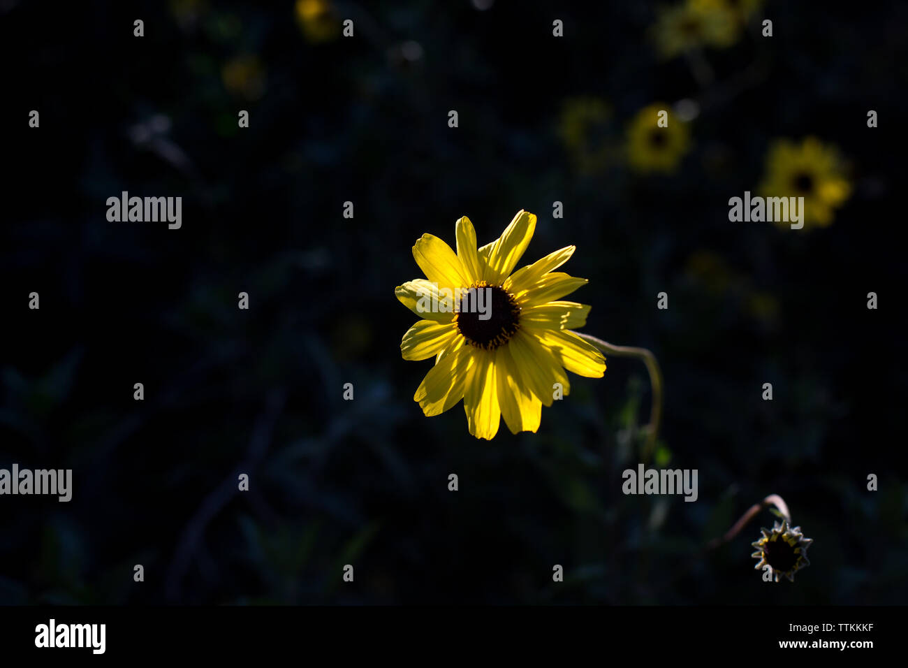Nahaufnahme der gelbe Blume blühen im Garten Stockfoto