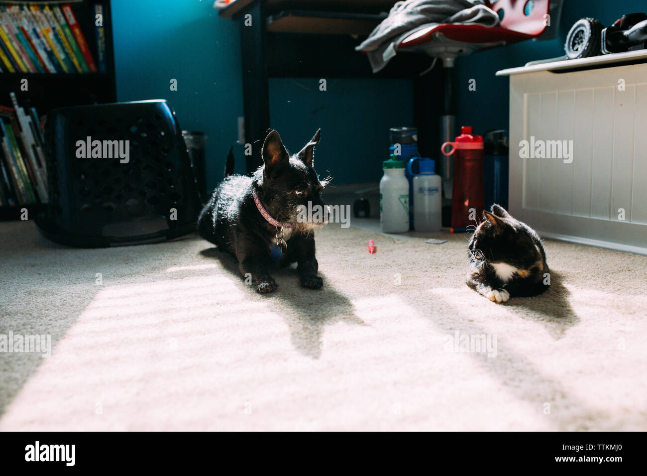 Kleiner Hund legt weiter zu kitten und Sie starren sich an Stockfoto