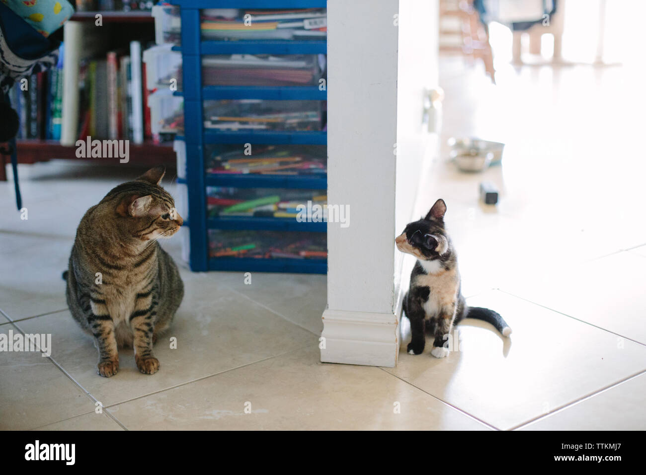 Tortie Tabby Katze und Kätzchen sehen einander um eine Wand Stockfoto