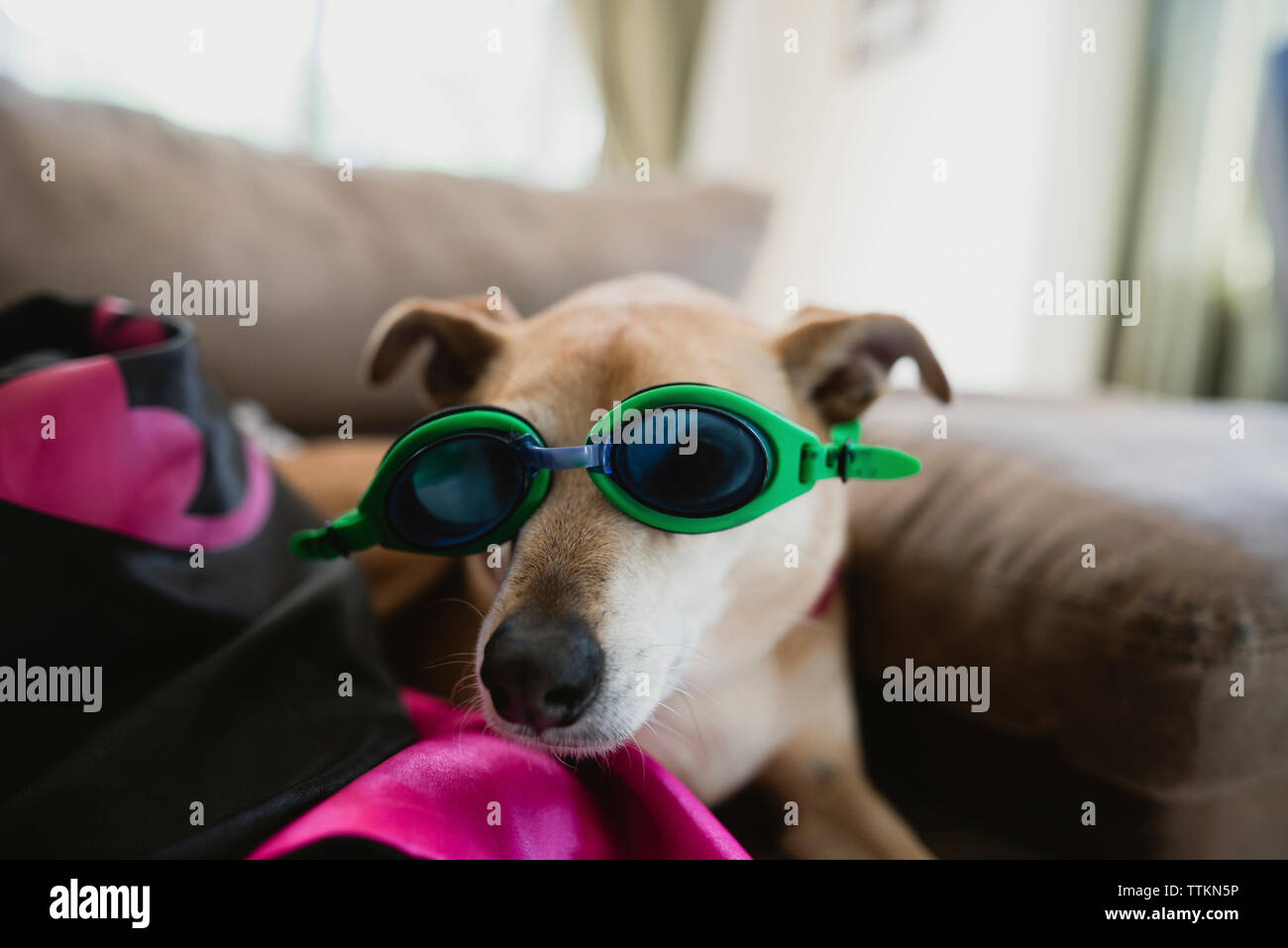 Portrait von Hund tragen Schwimmbrille zu Hause Stockfoto