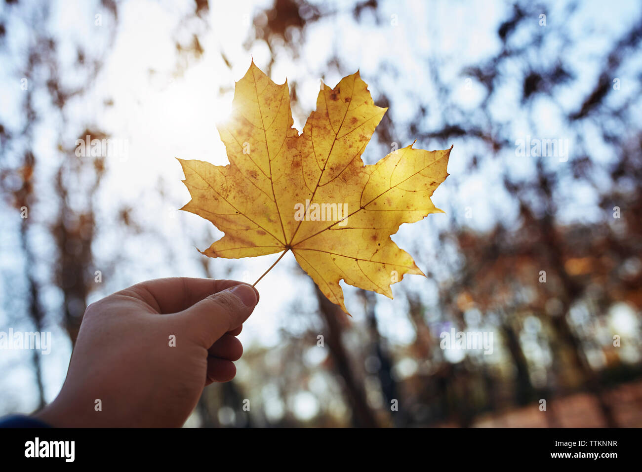 7/8 der Menschen Hand Holding maple leaf gegen Sonnenlicht im Park im Herbst Stockfoto