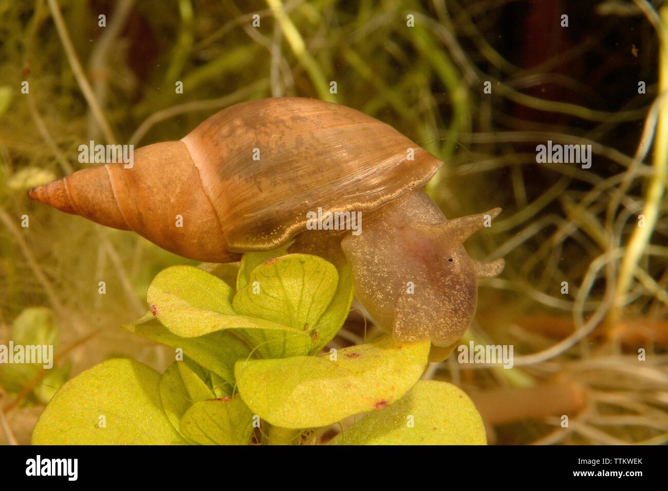 Teichschnecken Fotos und Bildmaterial in hoher Auflösung Alamy