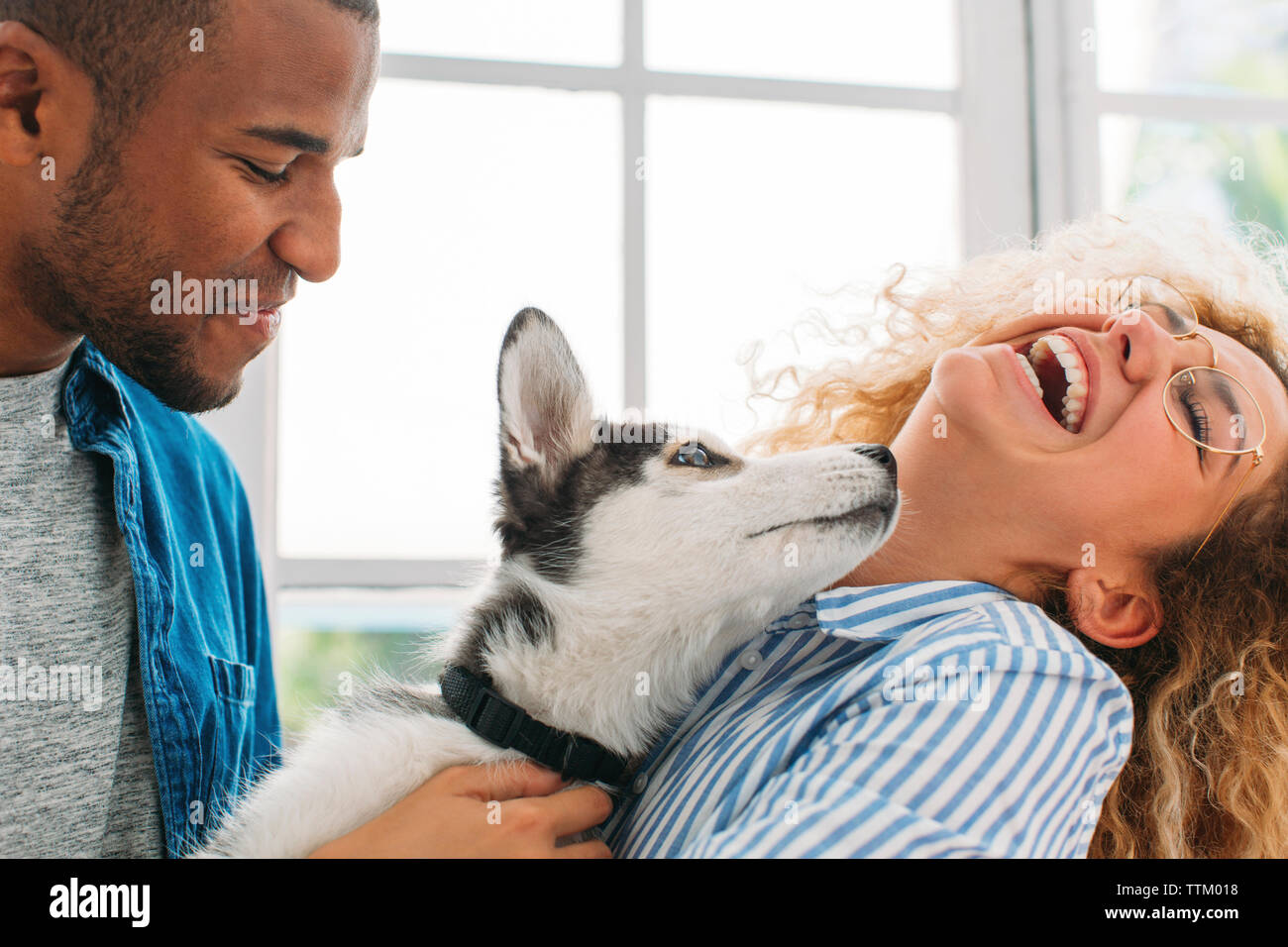 Freundliche Paar spielen mit Sibirischen Husky zu Hause Stockfoto