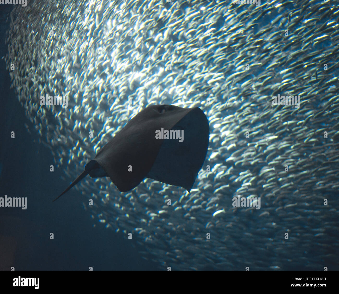 Stingray gegen die Schule der Fische im Meer Stockfoto