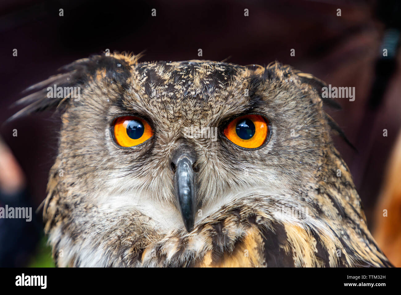 Europäische Uhu auf Anzeige von unteren Moss Wood Naturschutzgebiet und Wildlife Hospital Stockfoto