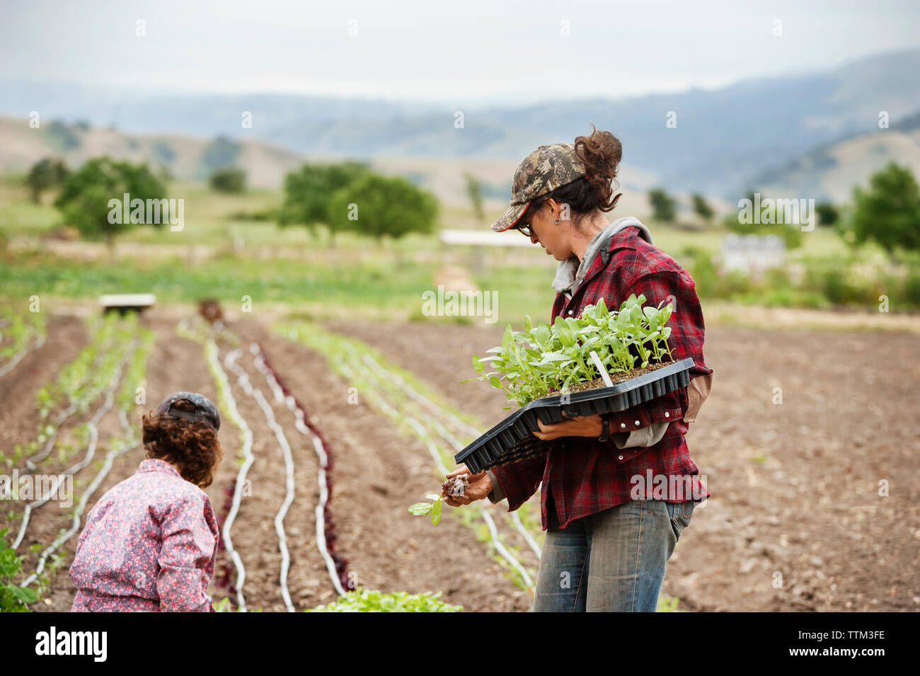 Weibliche Bauern arbeiten auf dem Feld Stockfoto