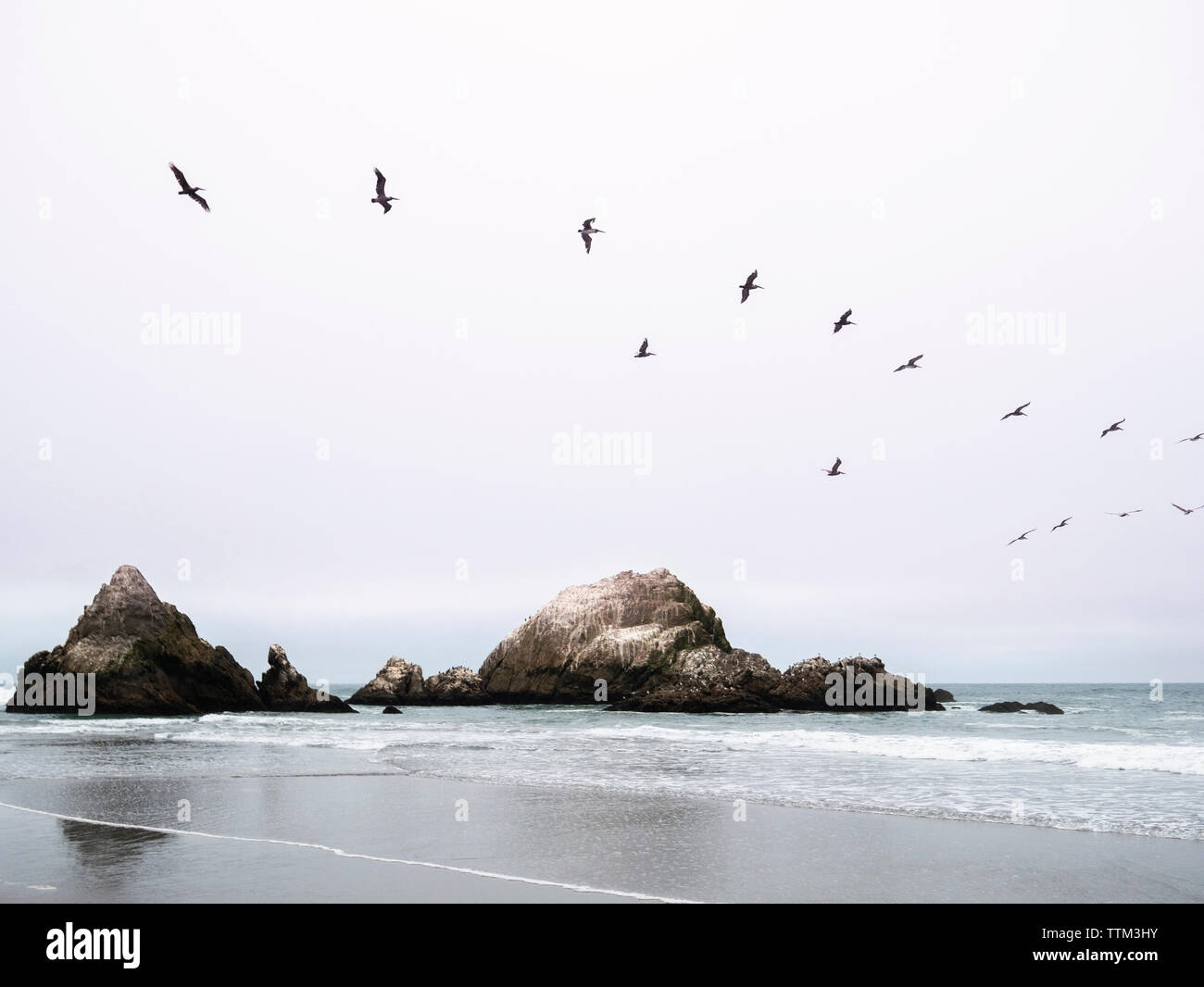 Vögel über das Meer Fliegen Stockfoto