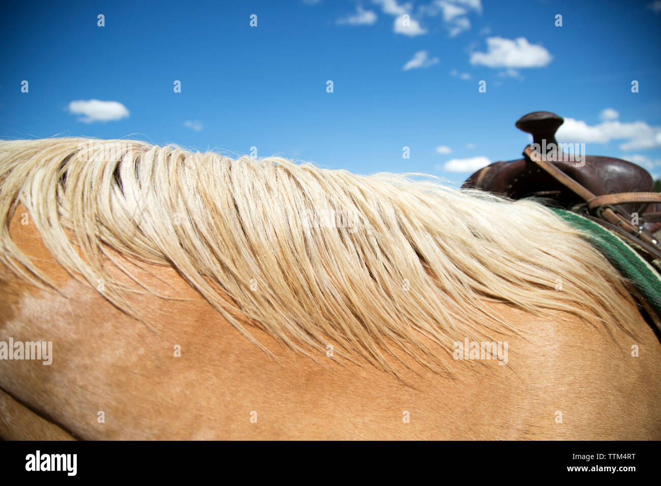 Blick auf Pferd Mähne Stockfoto