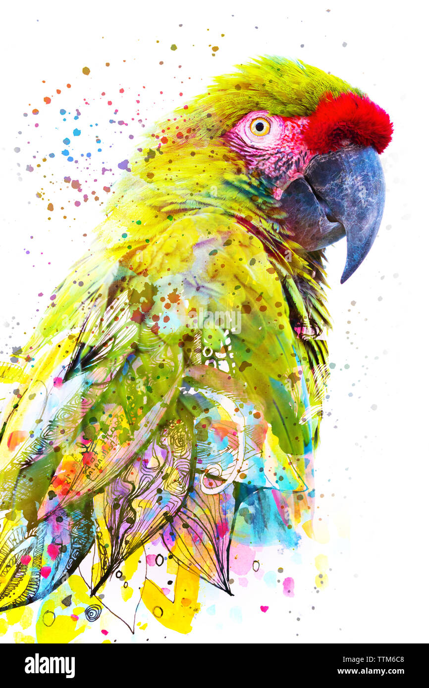 Paintography. Double Exposure Nahaufnahme portrait einer tropischen Parrot Blending in lebendige Malerei auf weißem Hintergrund Stockfoto