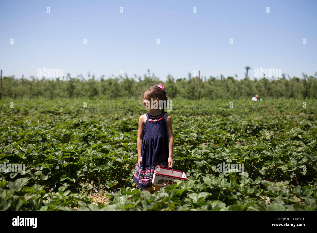 Mädchen suchen beim Stehen auf strawberry Farm gegen klaren Himmel Stockfoto